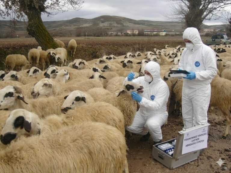 Αφθώδης πυρετός: Συναγερμός στην Πρέβεζα – Αυστηρά μέτρα στη διακίνηση ζωοτροφών από τη Λέσβο