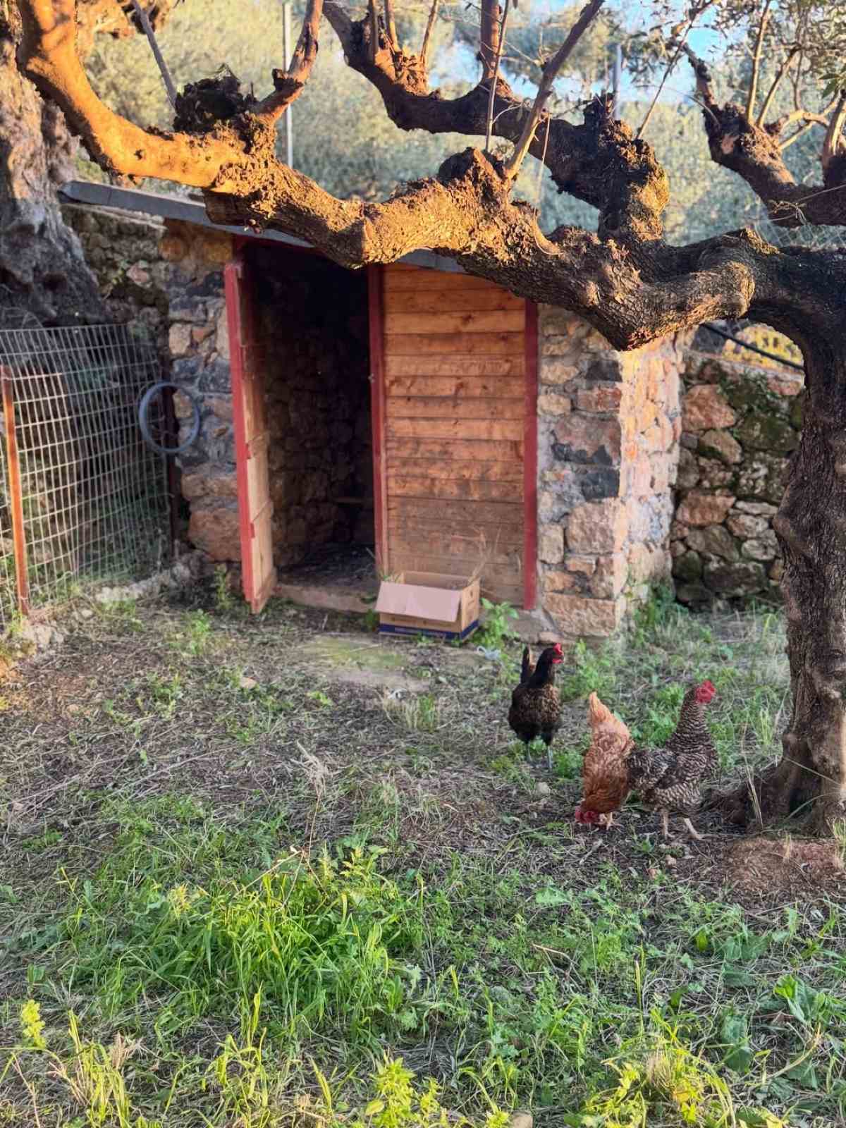 Δανάη Μπάρκα